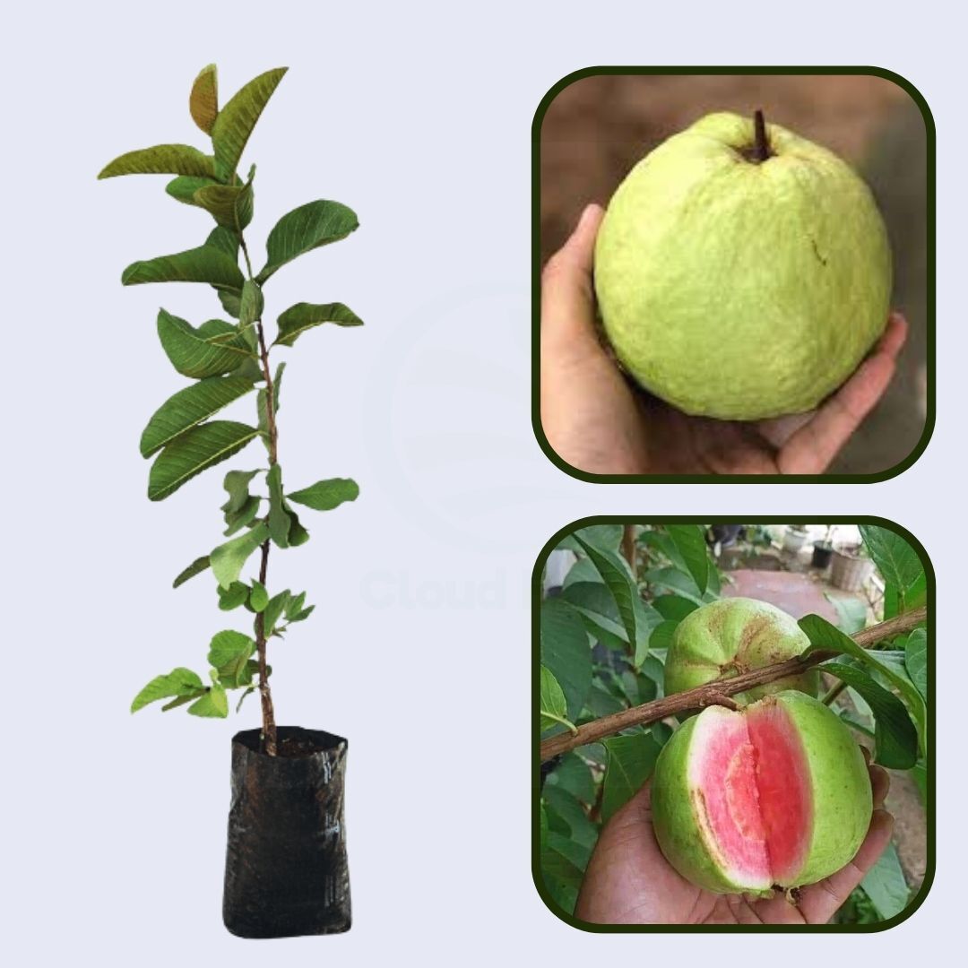 Jordan Pink Guava Air Layered Healthy Fruit Plant
