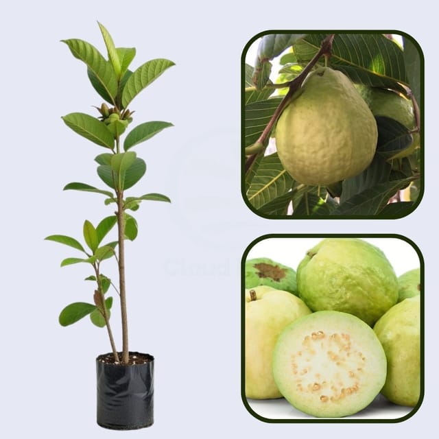Lebanon White Guava Air Layered Healthy Fruit Plant