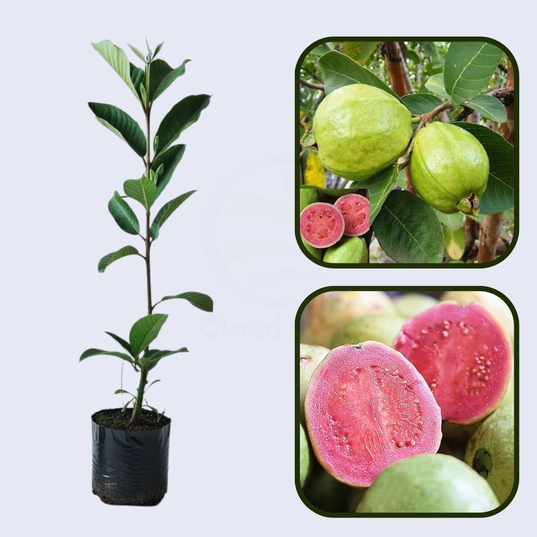 Iran Pink Guava Air Layered Healthy Fruit Plant