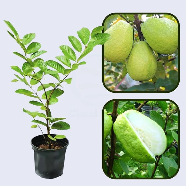 Iraq White Guava Air Layered Healthy Fruit Plant