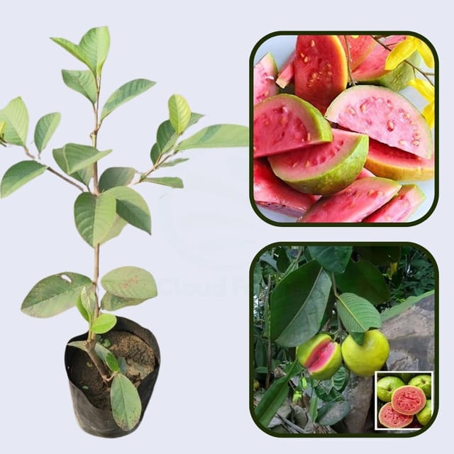 Turkey Pink Guava Air Layered Healthy Fruit Plant