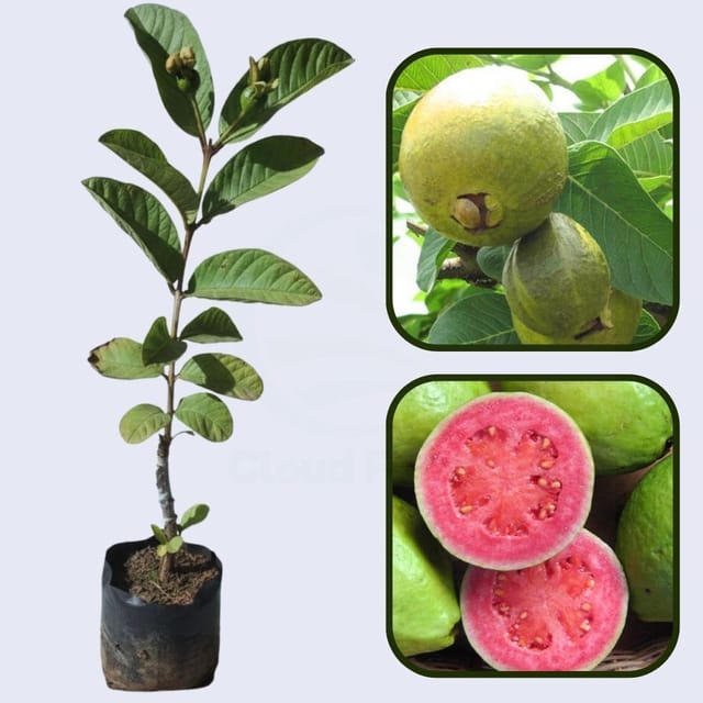 Cuban Pink Guava Air Layered Healthy Fruit Plant