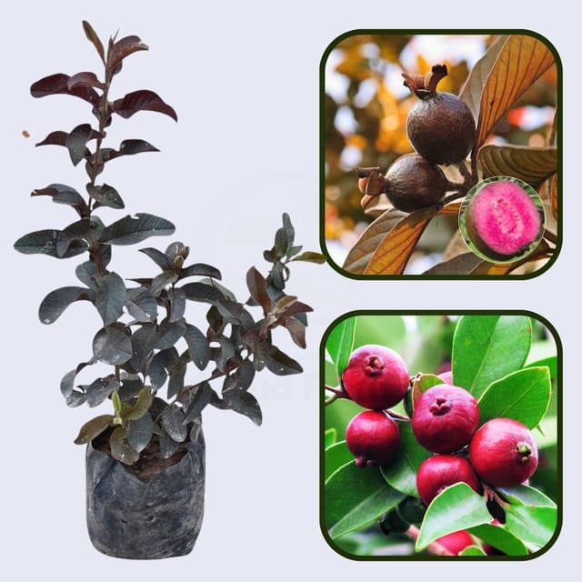 Colombian Red Guava Air Layered Healthy Fruit Plant
