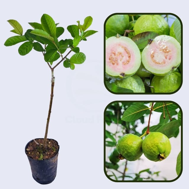 Peruvian White Guava Air Layered Healthy Fruit Plant