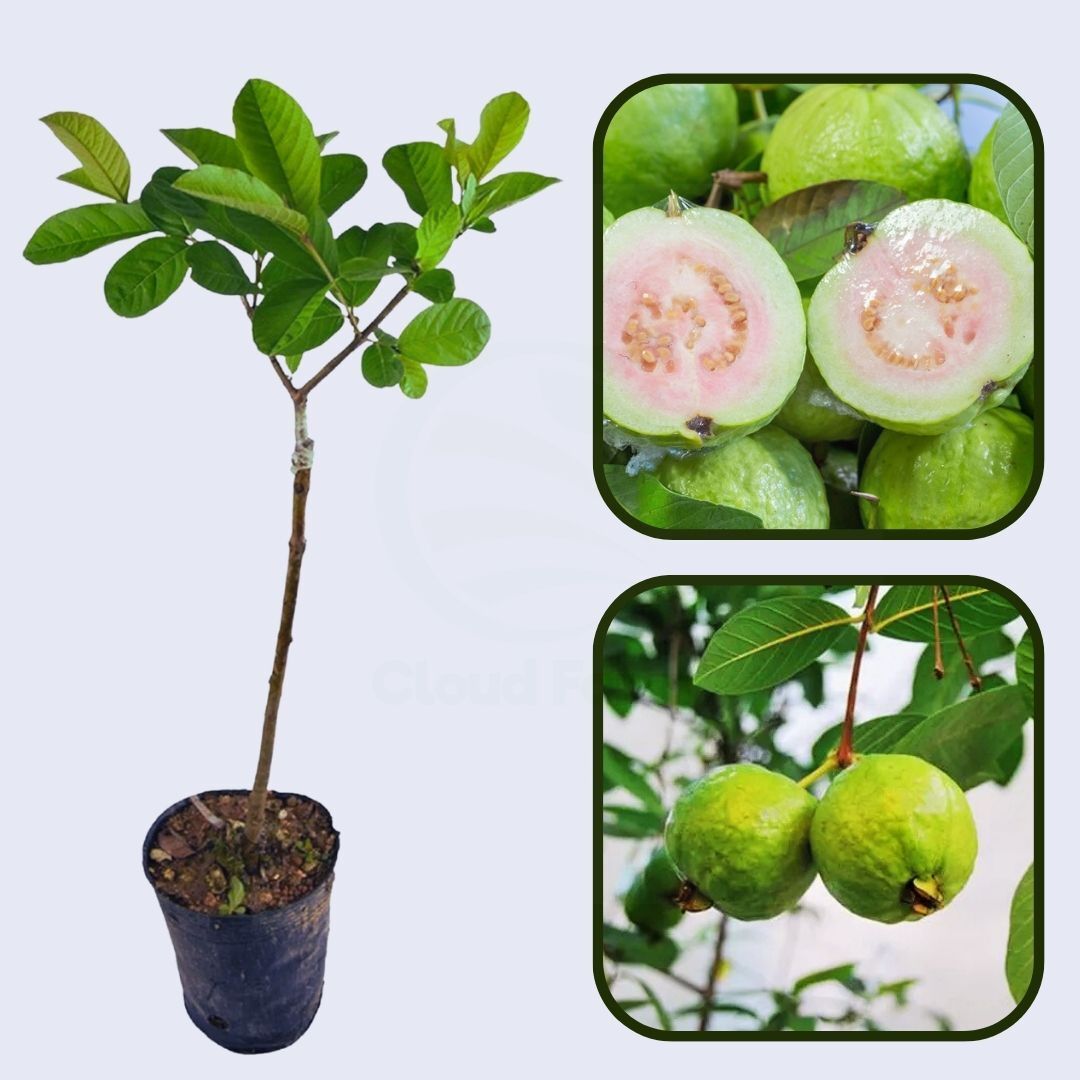Peruvian White Guava Air Layered Healthy Fruit Plant
