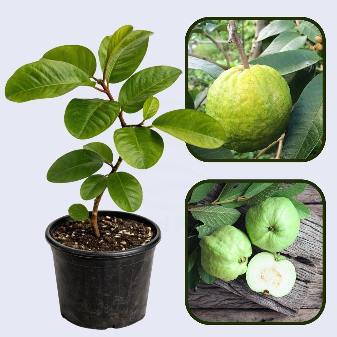 Brazilian White Guava Air Layered Healthy Fruit Plant