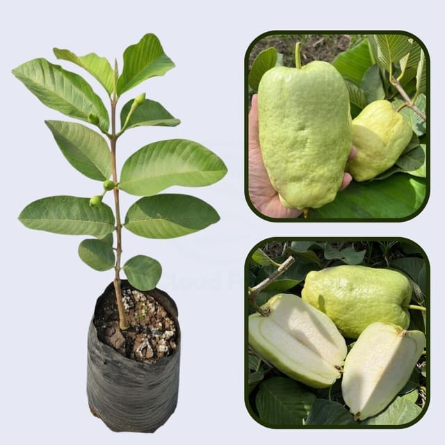 Surinam White Guava Air Layered Healthy Fruit Plant Surinam White Guava Air Layered Healthy Fruit Plant