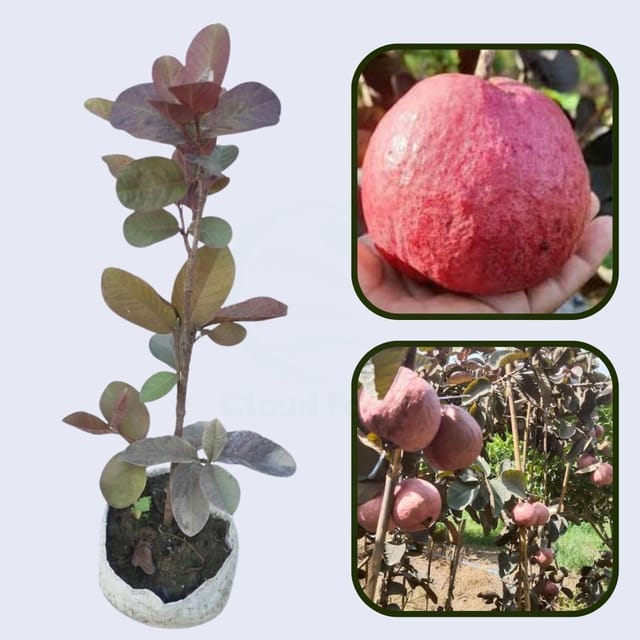 Surinam Red Guava Air Layered Healthy Fruit Plant