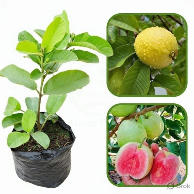 Venezuelan Pink Guava Air Layered Healthy Fruit Plant