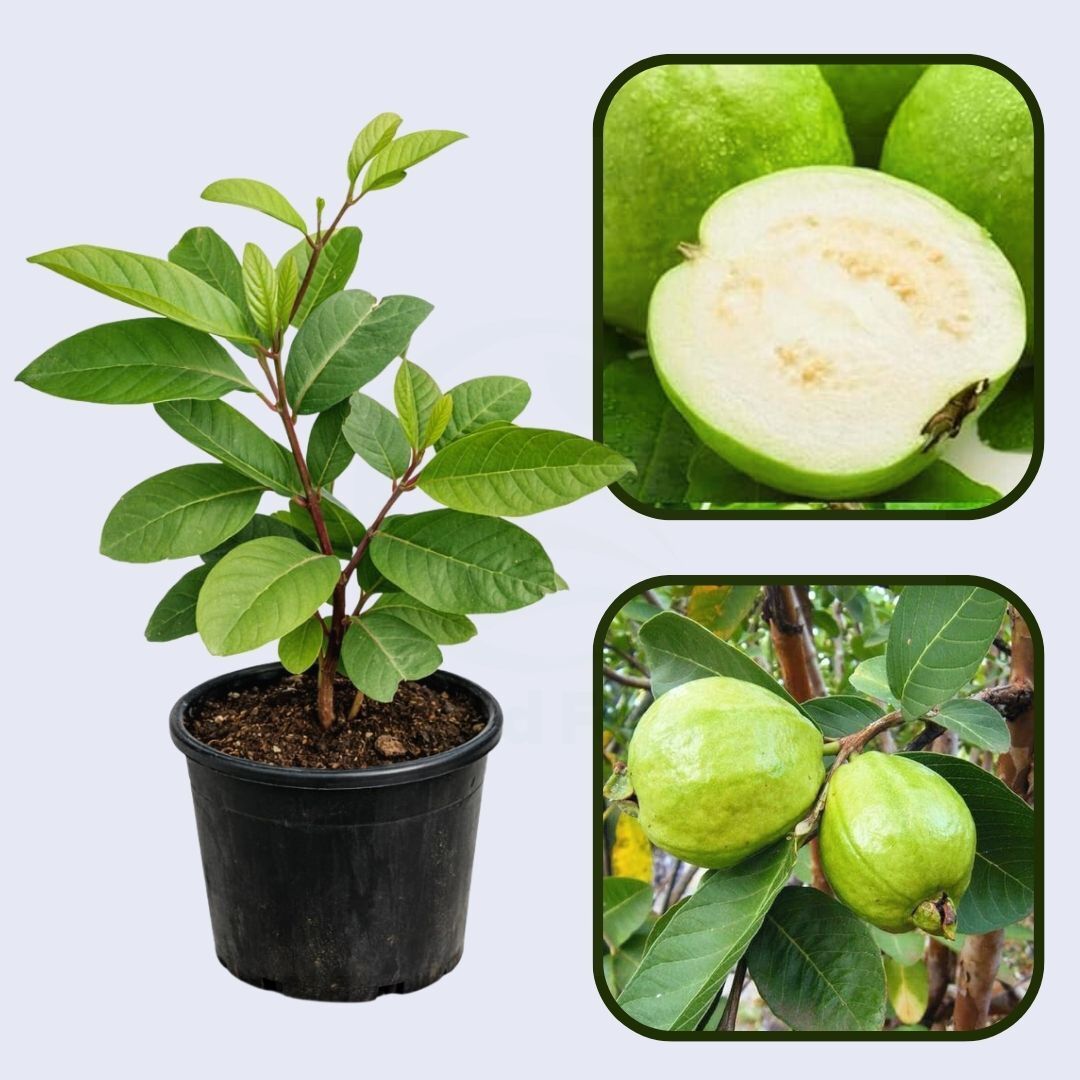 Bolivian White Guava Air Layered Healthy Fruit Plant