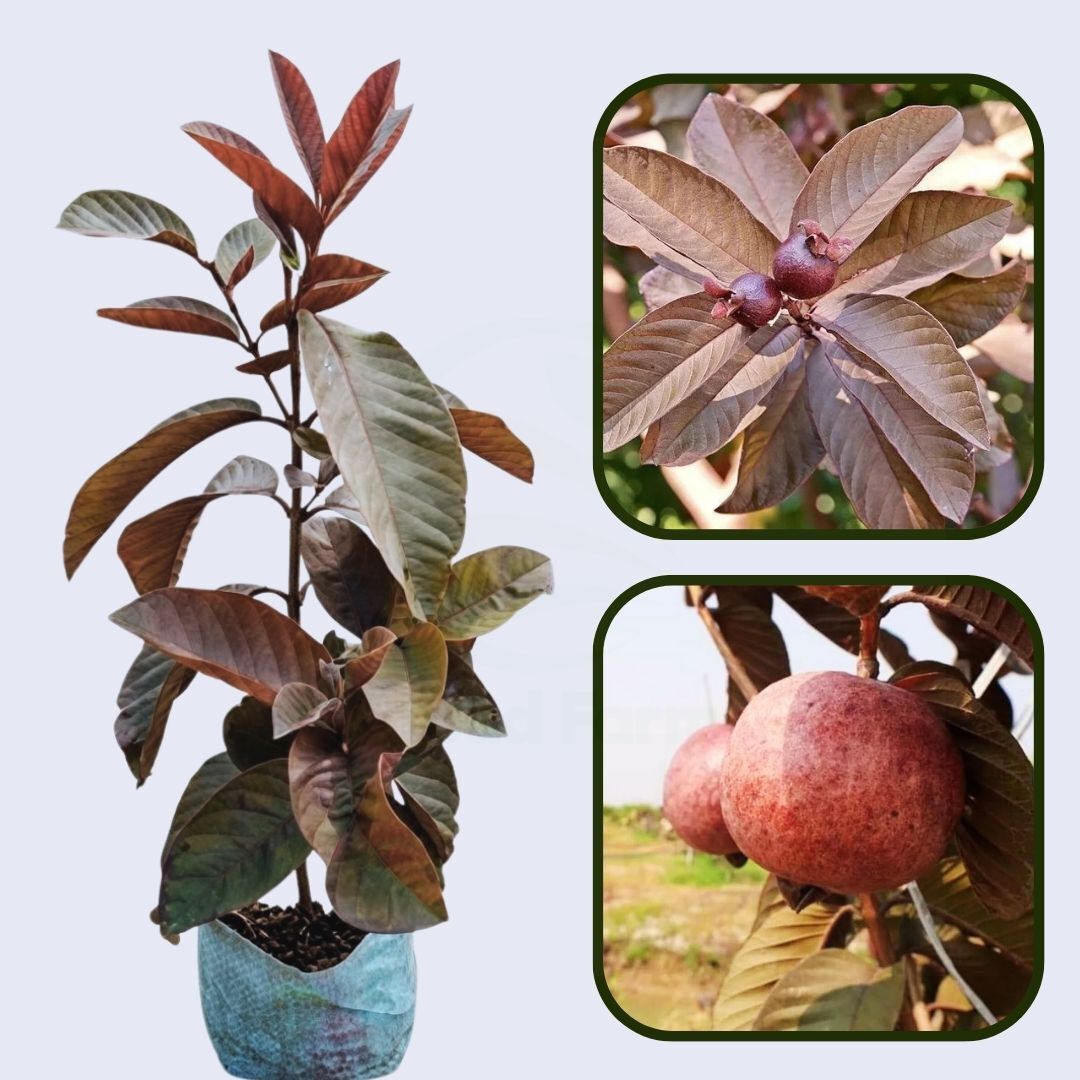 Ecuador Red Guava Air Layered Healthy Fruit Plant