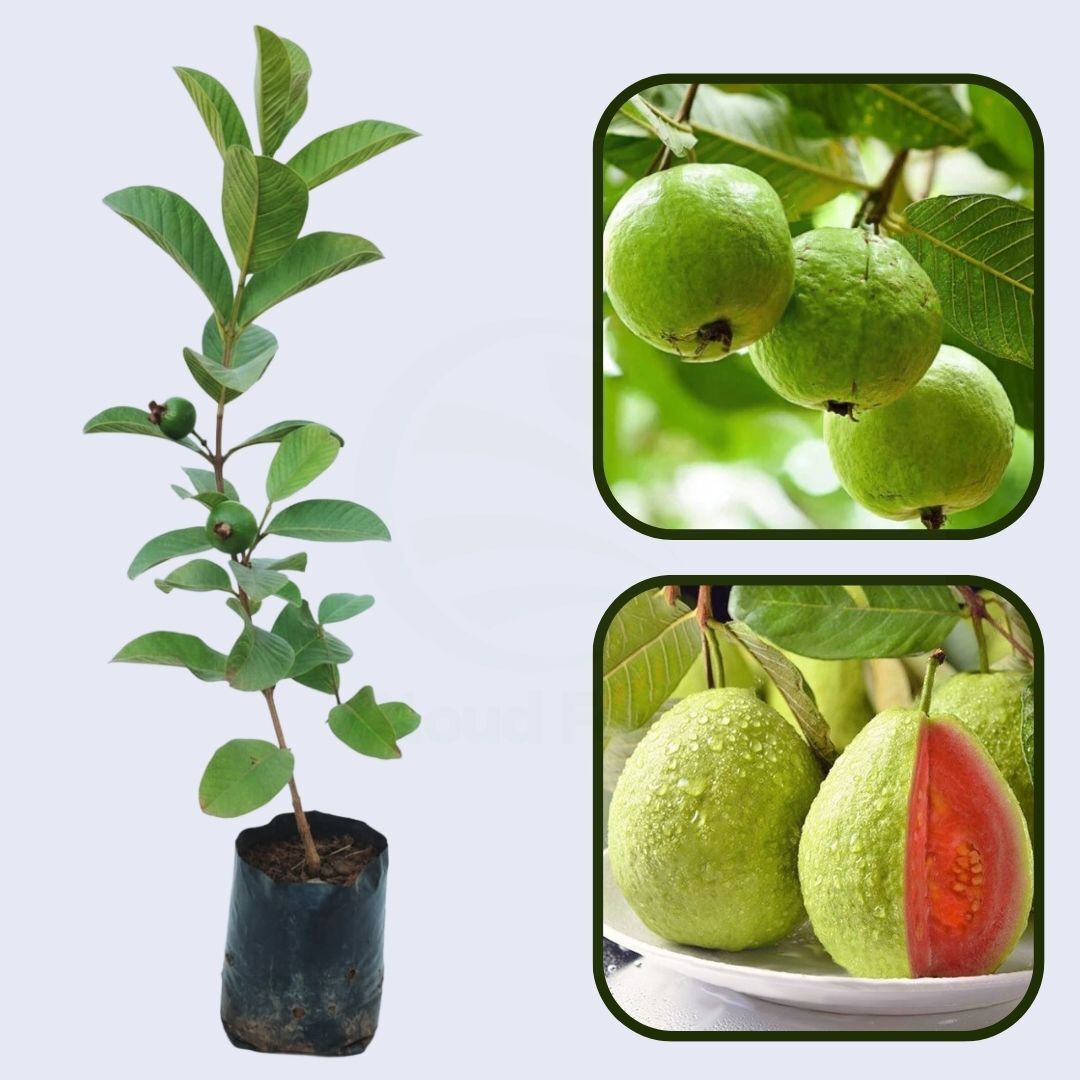 Dominican Pink Guava Air Layered Healthy Fruit Plant