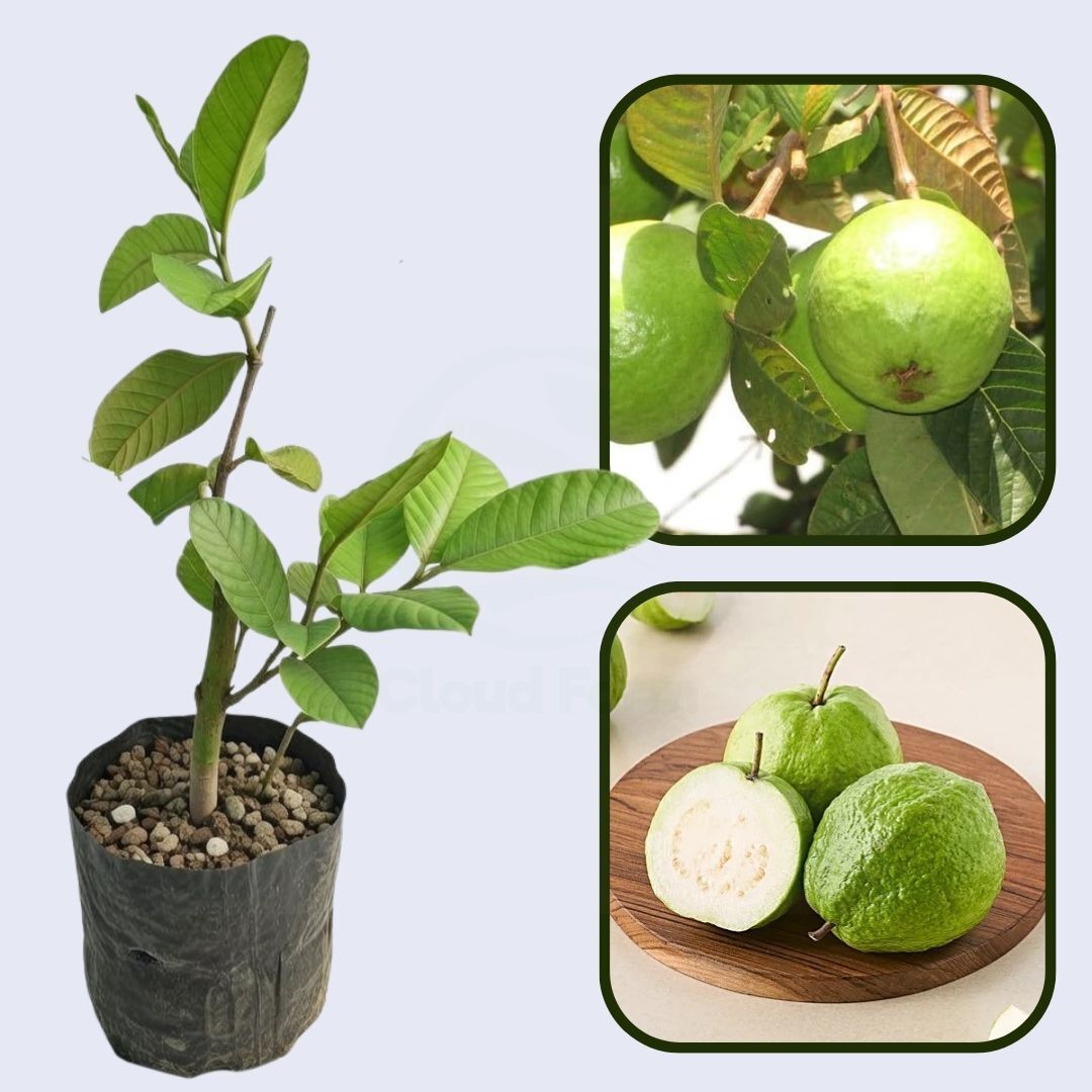 Trinidad White Guava Air Layered Healthy Fruit Plant