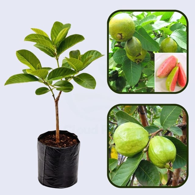 Barbados Pink Guava Air Layered Healthy Fruit Plants