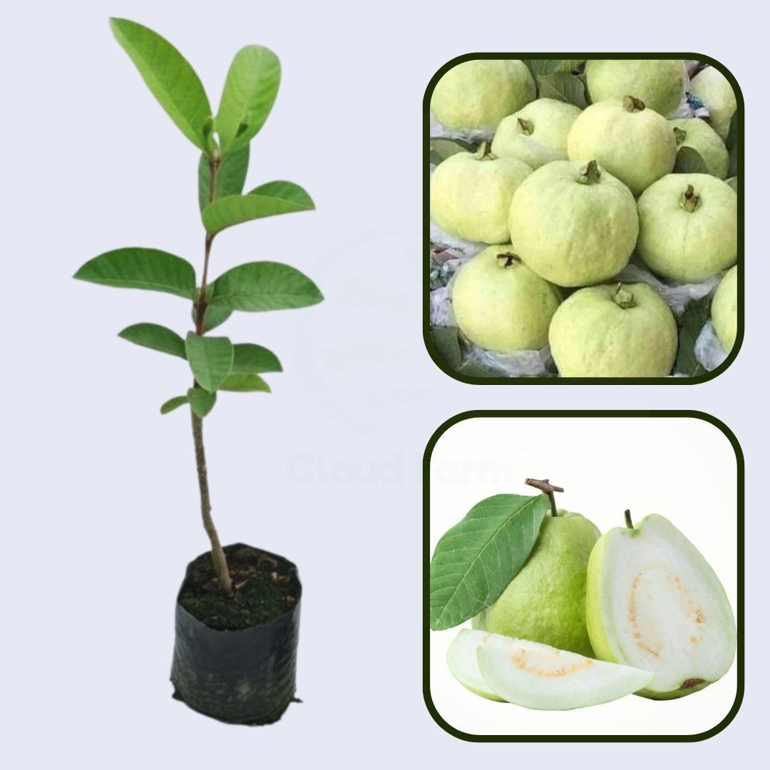 Guyana White Guava Air Layered Healthy Fruit Plant