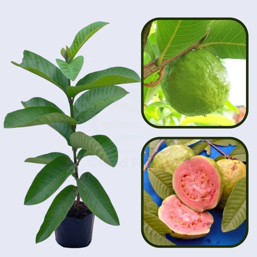 Paraguay Pink Guava Air Layered Healthy Fruit Plant