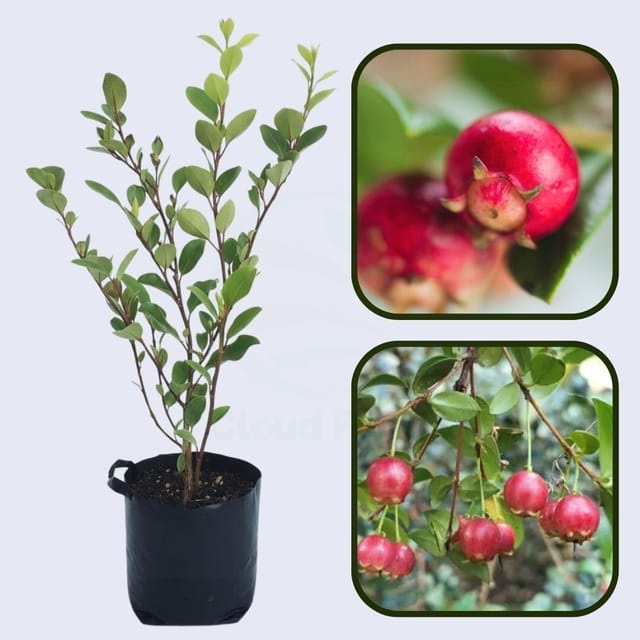 Chilean White Guava Air Layered Healthy Fruit Plant
