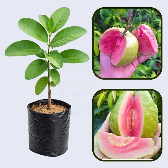 Argentine Pink Guava Air Layered Healthy Fruit Plant