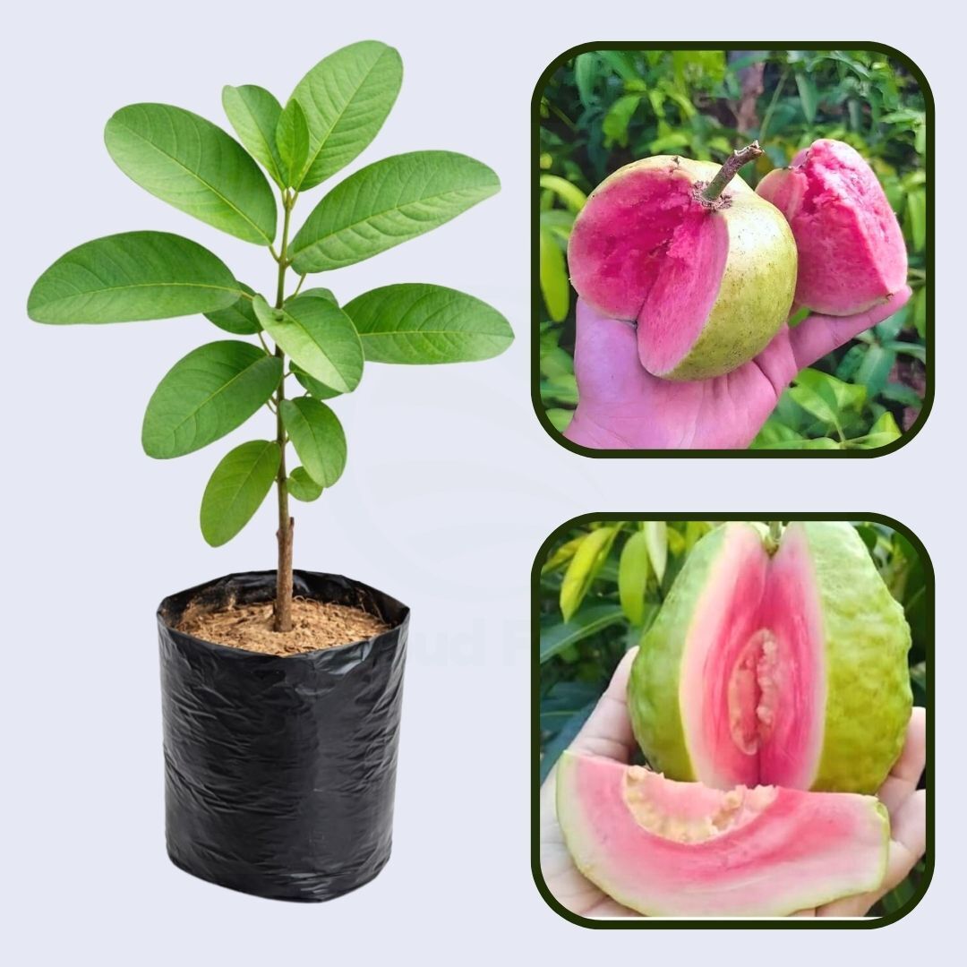 Argentine Pink Guava Air Layered Healthy Fruit Plant