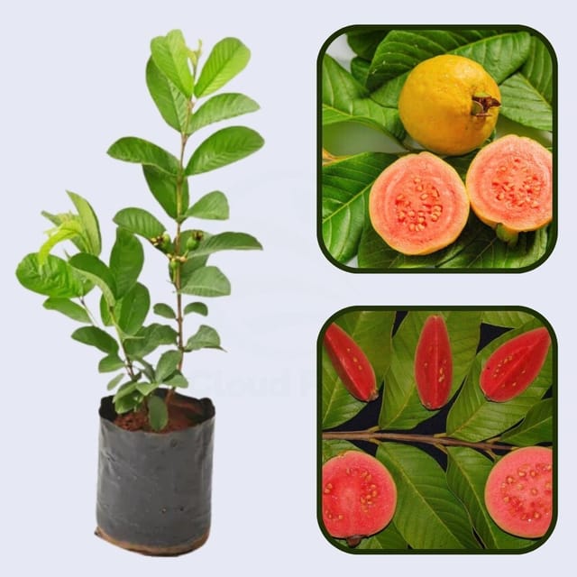 Amazon Red Guava Air Layered Healthy Fruit Plant