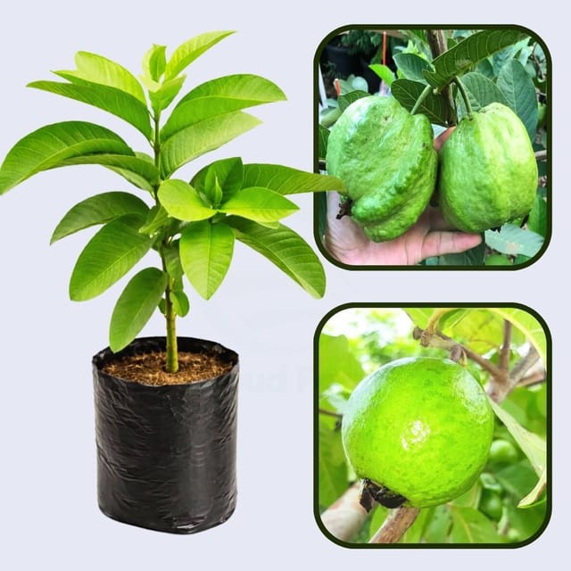 Andean White Guava Air Layered Healthy Fruit Plant