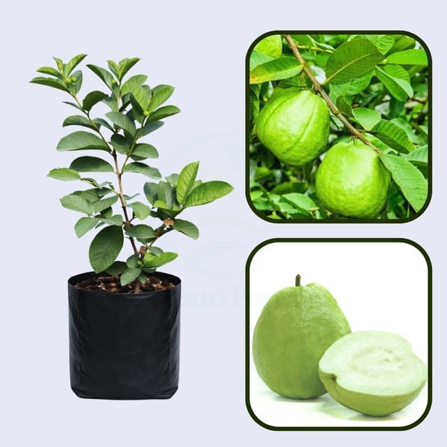 Caribbean Pearl Guava Air Layered Healthy Fruit Plant