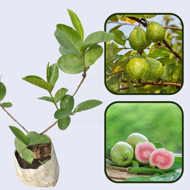 Tropical Rose Guava Air Layered Healthy Fruit Plant Tropical Rose Guava Air Layered Healthy Fruit Plant