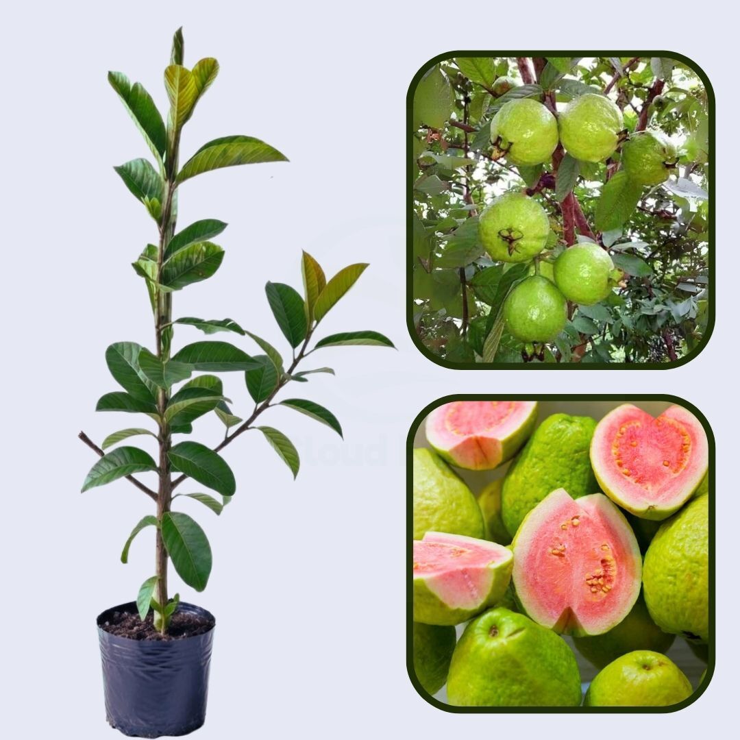 Orinoco Pink Guava Air Layered Healthy Fruit Plant