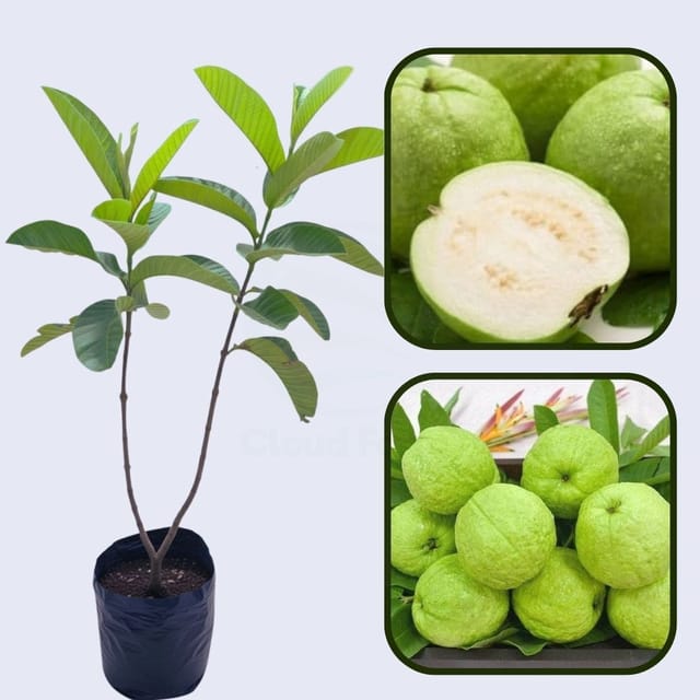 Patagonia White Guava Air Layered Healthy Fruit Plant