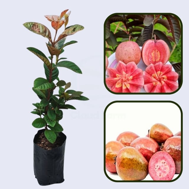 Inca Red Guava Air Layered Healthy Fruit Plant Inca Red Guava Air Layered Healthy Fruit Plant