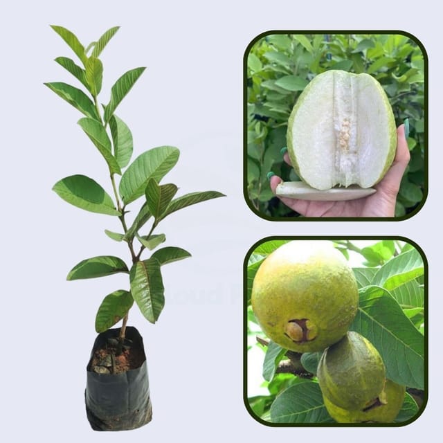 Cusco White Guava Air Layered Healthy Fruit Plant