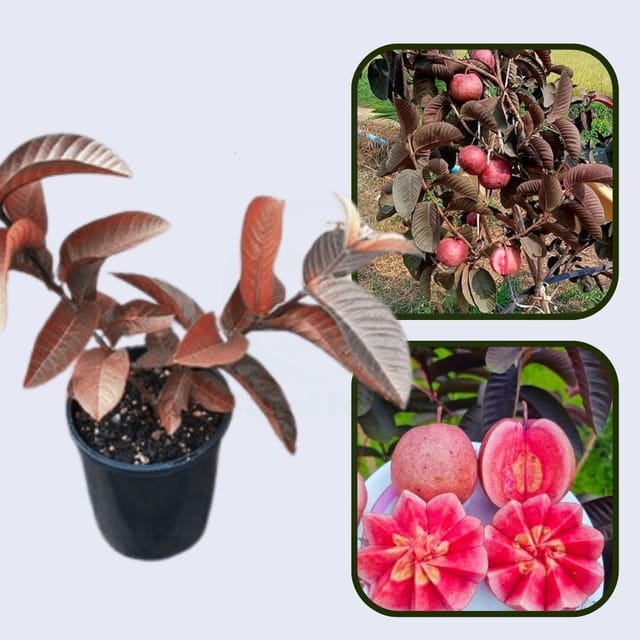 Rio Branco Pink Guava Air Layered Healthy Fruit Plant