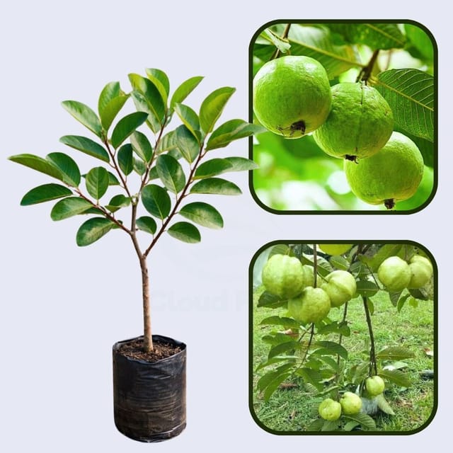 Bahia White Guava Air Layered Healthy Fruit Plant