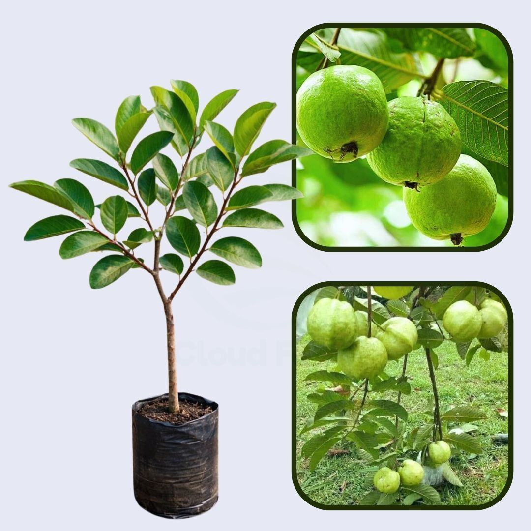 Bahia White Guava Air Layered Healthy Fruit Plant