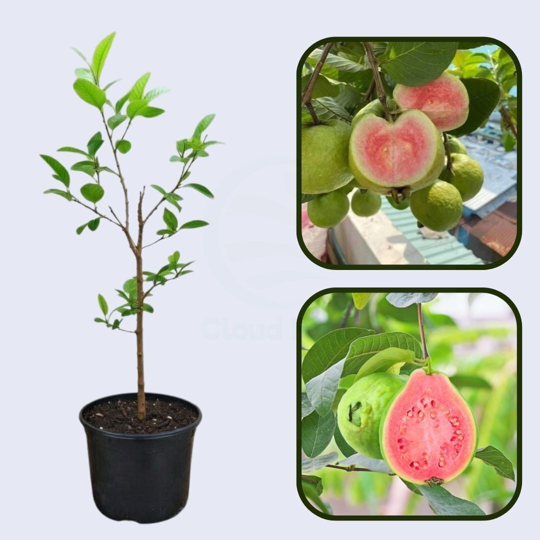 Montevideo Pink Guava Air Layered Healthy Fruit Plant