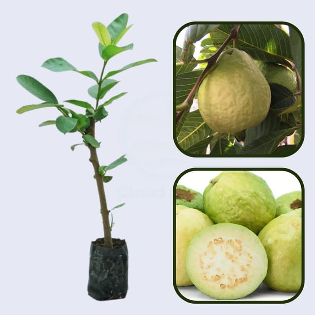 Granada White Guava Air Layered Healthy Fruit Plant