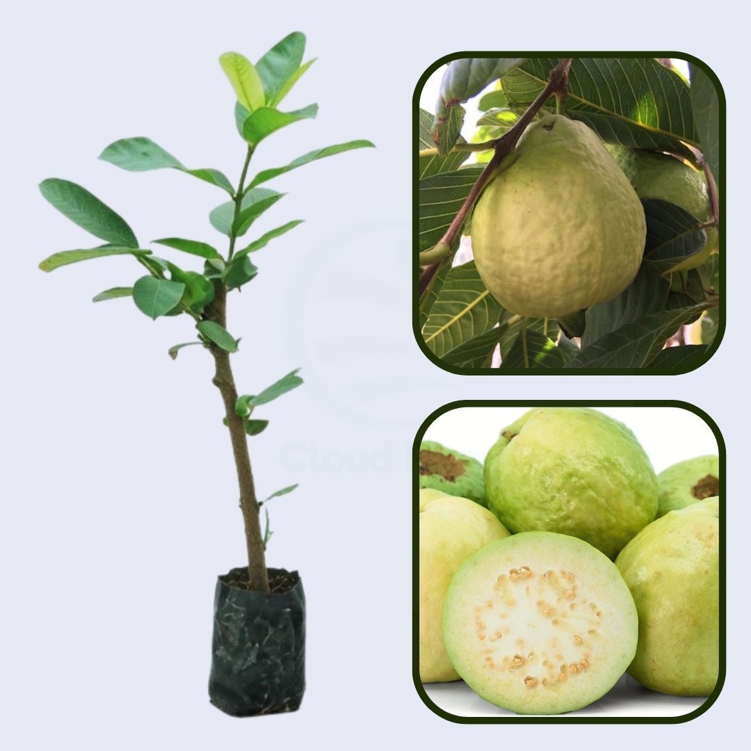 Granada White Guava Air Layered Healthy Fruit Plant