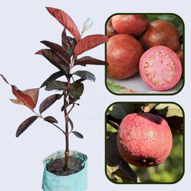 Havana Red Guava Air Layered Healthy Fruit Plant
