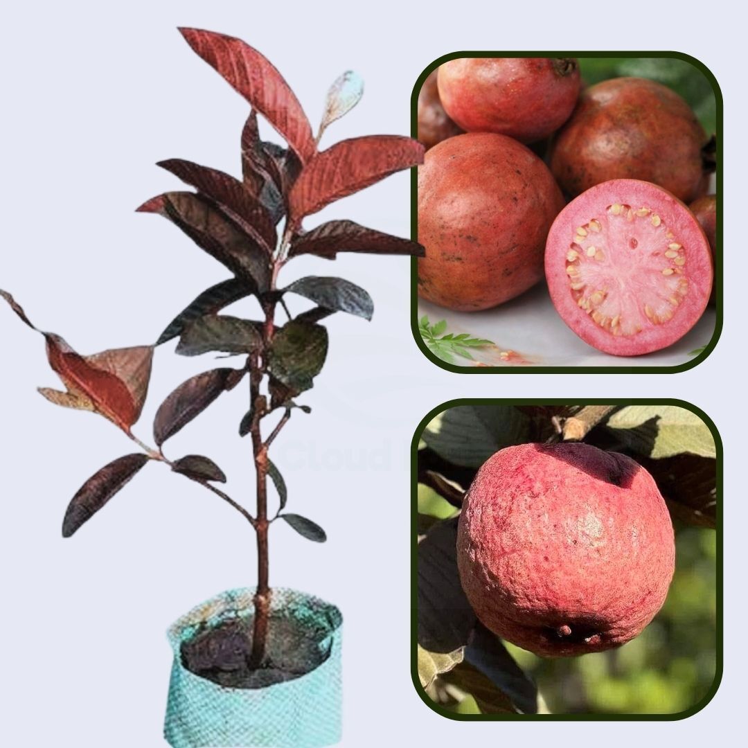 Havana Red Guava Air Layered Healthy Fruit Plant