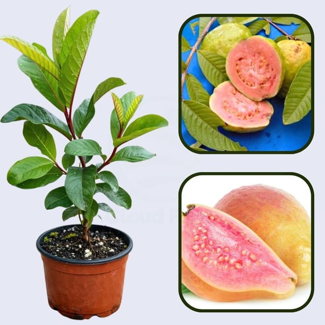 Andes Pink Guava Air Layered Healthy Fruit Plant
