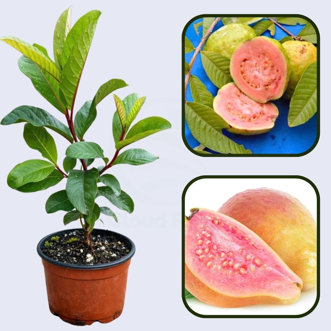 Andes Pink Guava Air Layered Healthy Fruit Plant