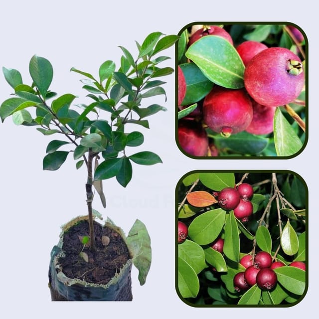 Psidium cattleianum Guava Air Layered Healthy Fruit Plant