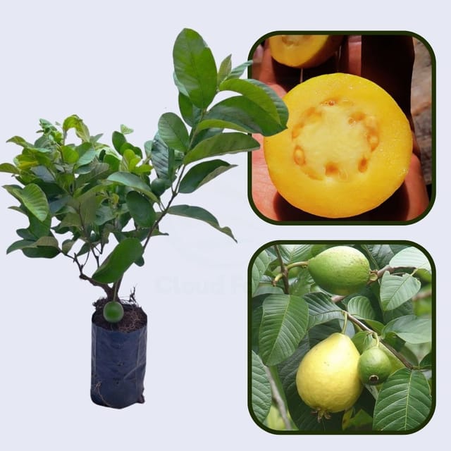 Psidium friedrichsthalianum Guava Air Layered Healthy Fruit Plant