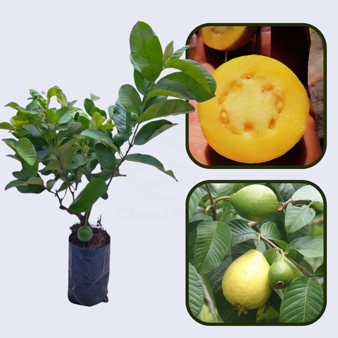Psidium friedrichsthalianum Guava Air Layered Healthy Fruit Plant