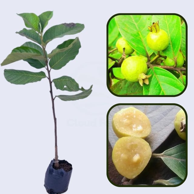 Psidium guineense Guava Air Layered Healthy Fruit Plant