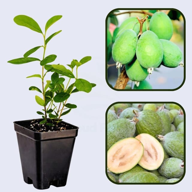 Acca sellowiana Guava Air Layered Healthy Fruit Plant