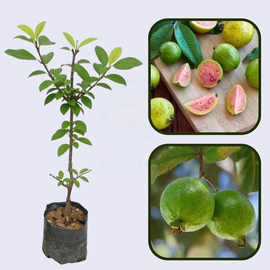 Mountain Guava Air Layered Healthy Fruit Plant