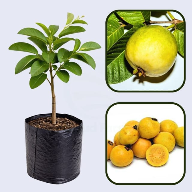 Brazilian Wild Guava Air Layered Healthy Fruit Plant