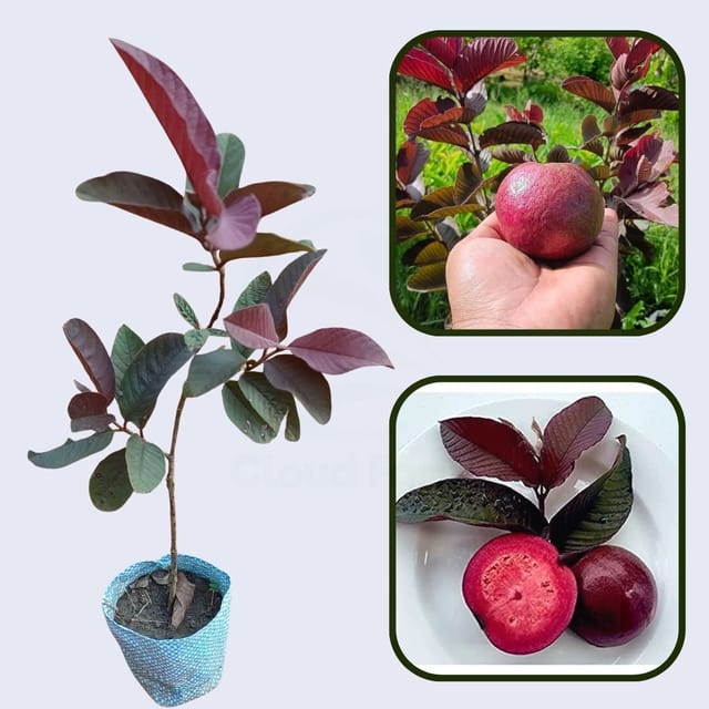 Apple Guava Air Layered Healthy Fruit Plant Apple Guava Air Layered Healthy Fruit Plant