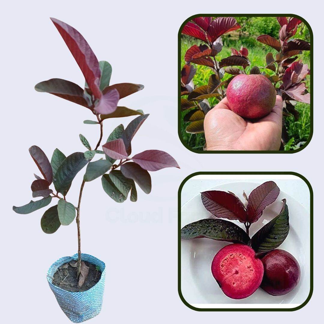 Apple Guava Air Layered Healthy Fruit Plant